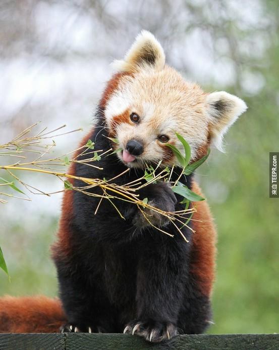 眼尖的你有沒有發現紅熊貓很喜歡點頭呢？那是因為紅熊貓很常透過肢體語言來溝通，像是輕點頭與伸展尾巴。