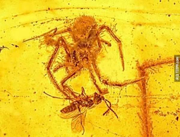 永远吃不到的美食  就在要享用美食时，这只蜘蛛不幸掉入琥珀的陷阱而被保留至今，成了100万年与天地共存的蜘蛛，是目前与捕食相关唯一遗存下来的化石。