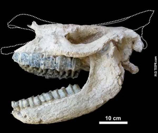 66英镑的犀牛头盖骨  这是在土耳其发现的化石，根据研究这只犀牛应该是在9.2万年前因火山爆发而不幸死亡。