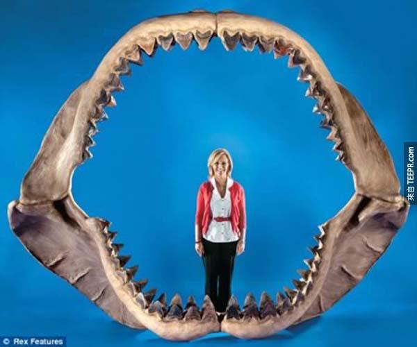 好可怕的巨牙鲨  巨牙鲨是地球上曾经存在过最大只也是最恐怖的猎食者，它的颚部大得近4米宽和3米高，一口就可以把人轻易吃掉