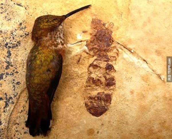 巨蚂蚁  50万年前的巨蚂蚁居然跟蜂鸟的体型一样大，如果它还存在的话，一定会让讨厌蚂蚁的人抓狂！