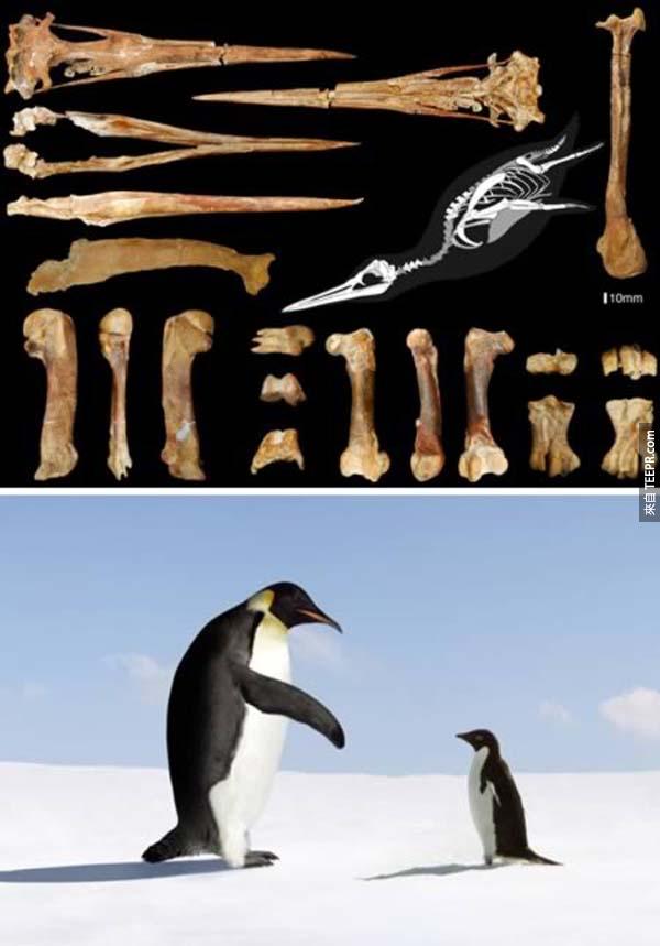 秘鲁的巨企鹅  现在世上存在的事皇帝企鹅，它是企鹅家族中体型最大的属种，身高可达120厘米，体重约46千克，而巨企鹅在36万年前曾经存在过，体型是现在皇帝企鹅的两倍。
