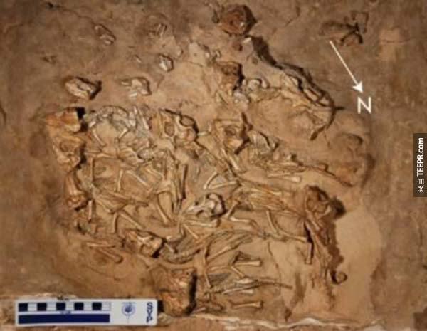 一窝恐龙宝宝  蒙古被发现有一窝15只恐龙宝宝的化石，应该是同一个恐龙妈妈生的，只是它们还没出生见世面就已不幸死亡。