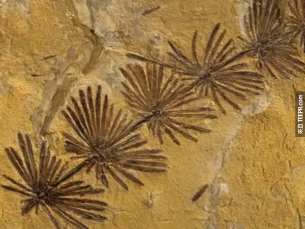 完美的植物化石  这个植物化石虽有300万年的历史却依然保存良好，它蕴含了石炭纪不可告人的秘密（石炭纪是地球历史中的一个地质时代）。