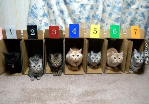 Color%20and%20number%20coded%20cubbies%20are%20perfect%20for%205+%20cats.%20