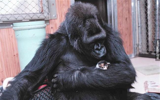 会说话的大猩猩 Koko，是一只爱猫动物。