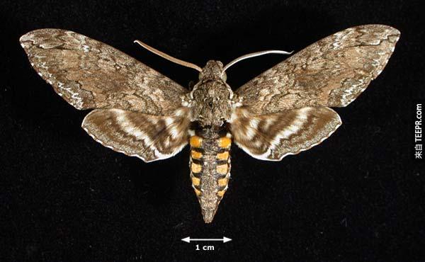 飞蛾 （ Moths ）– 飞蛾偶尔会飞到你的耳朵中爬行，他们可是非常难清除掉的，医生必须用镊子小心地将飞蛾清出来。