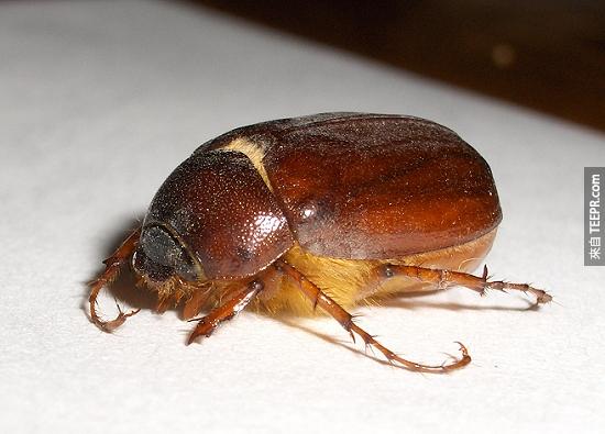 金甲虫 （ June Bugs ） – 这种虫时常在人的耳朵和嘴巴中被发现，他们会造成人类听力障碍。