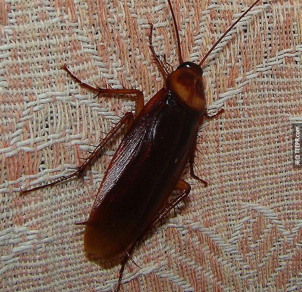 蟑螂（ Roaches ） – 你可能会很希望在睡觉时带耳塞，据说蟑螂最喜欢在人的耳边晃来晃去。
