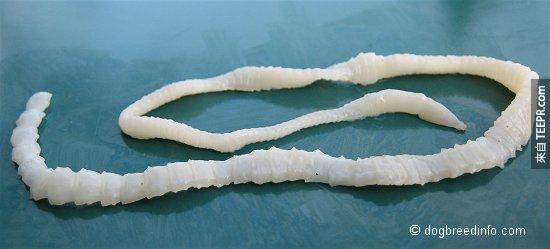 线虫（ Tapeworm  ）– 这只卑鄙的小虫是很难被发现的，它会悄悄地生长在你的消化道中，完全没有任何症状或迹象。要知道身体里面有没有线虫的唯一方法就是检查自己的粪便，并找到寄生虫所在的位置。 
