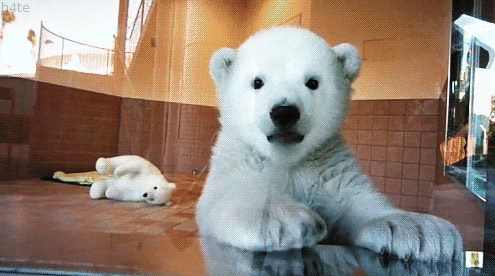 15. 如果你吃掉一头北极熊的肝脏的话，你有可能会死掉。