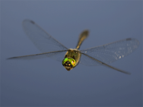 20. 蜻蜓的阴茎是铲子的形状，好让他们把对手的精子挖出来。