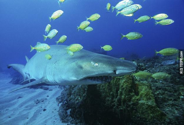 12. 虎鲨的胎儿有的时候会打架并且把对方吃掉。