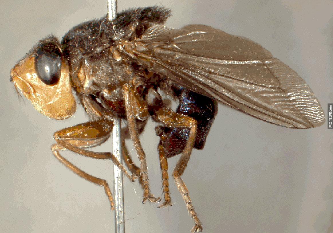 人肤蝇（ Human Botfly ） – 很不巧地，人肤蝇（ Human Botfly ）几乎可以在任何地方下蛋。你可以在人的皮肤、嘴巴甚至是眼睛中找到他们的身影。这简直让人不寒而栗啊！