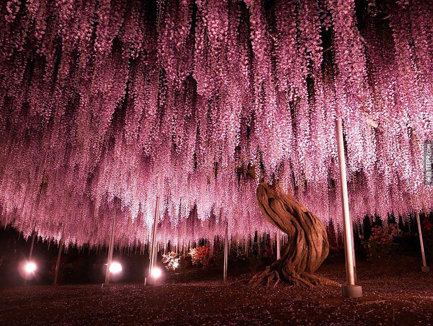 oldest-wisteria-tree-ashikaga-japan-1
