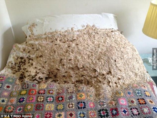 An estimated 5,000 wasps were discovered inside the mattress at the home in Winchester, Hampshire