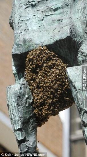 蜜蜂有時候會盤據在都市戶外，需要靠病蟲害防治專家來解決問題。