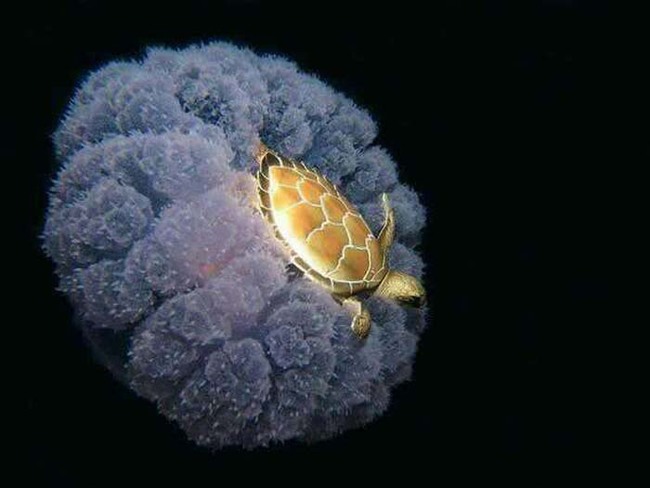一隻小海龜正騎著水母。