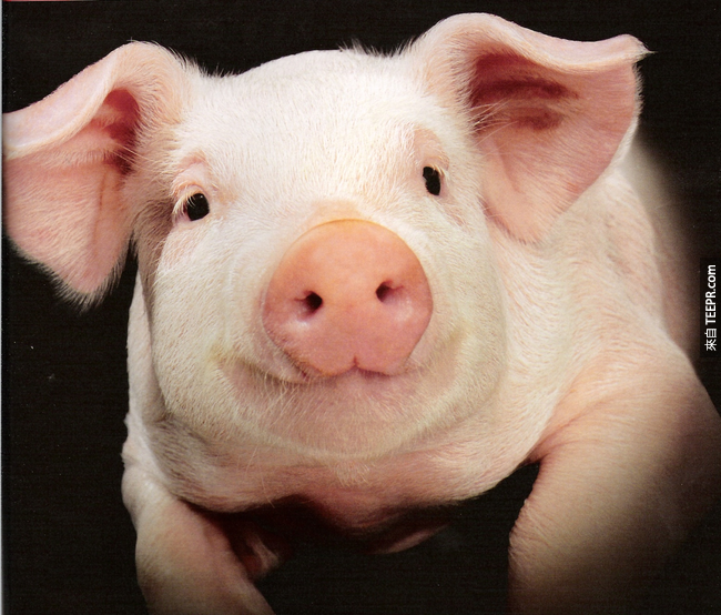 19. 猪的高潮可以长达30分钟。