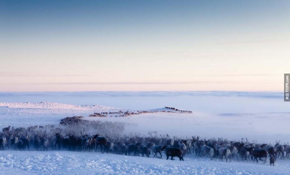 萨米人(Saami)的驯鹿迁徙：北极圈挪威(Norway)。