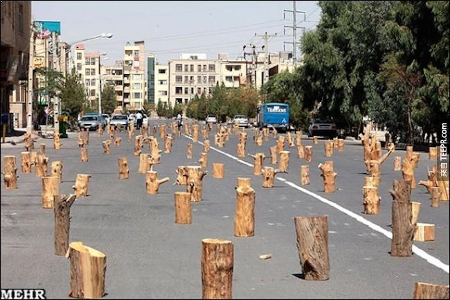 在伊朗拥抱大树