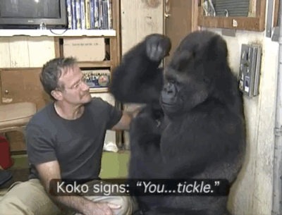 7.帕特森博士也分享了羅賓探訪Koko的回憶：「自從羅賓來了猩猩基金會後，Koko 總是笑得很開心，這是一個非常難見的事情。事實上，自從 Koko 兒時的夥伴 Michael 去世後，她有超過六個月都沒有笑得那麼開心了。  」