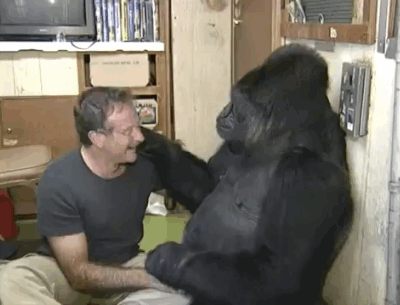 2004年時，羅賓曾與母猩猩 Koko一同為「猩猩基金會」拍攝令人十分難忘的廣告，希望藉此呼籲眾人重視大猩猩瀕臨絕種的危機。羅賓也接受了猩猩基金會榮譽聯合主席的職位。  