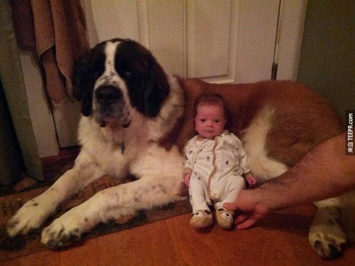 cute-big-dogs-and-babies-10
