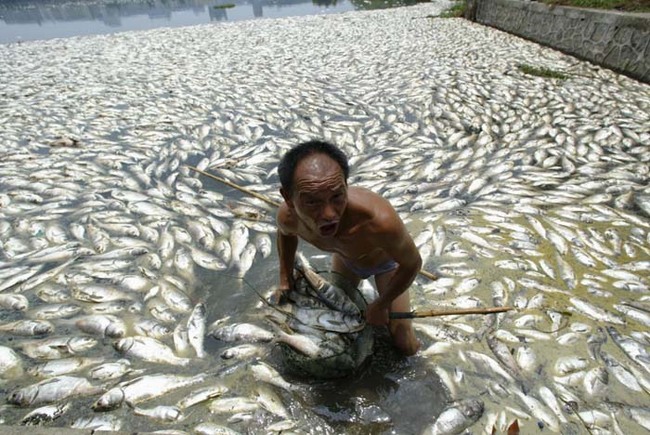 中国大陆的水质污染问题不仅影响人民，还导致鱼群的死亡，这更进一步的污染了整个区域。
