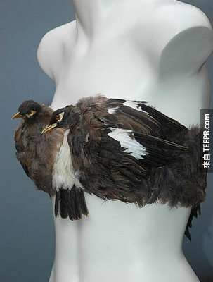 2. 「鳥」胸罩