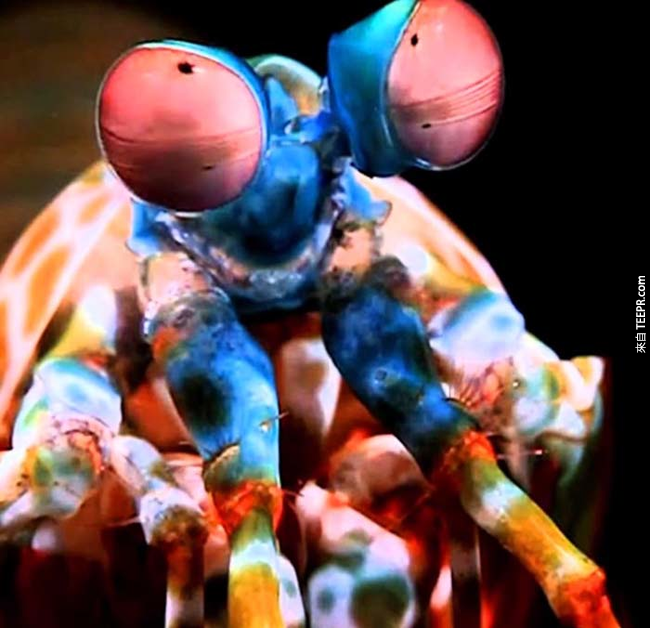 4. 蝦蛄(Mantis Shrimp)