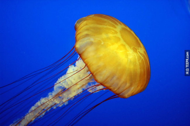 23. 水母(Jellyfish)并不能算是鱼。