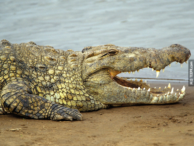 1. 尼罗鳄(Nile Crocodiles)可以在水中憋气约莫2个小时。