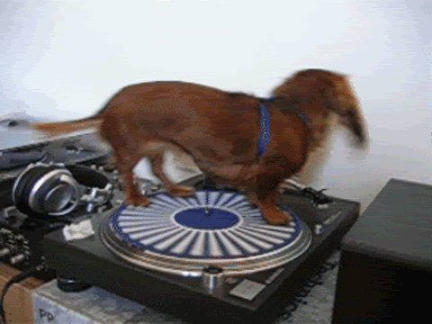 18. 9成的腊肠狗都希望他们是DJ！
