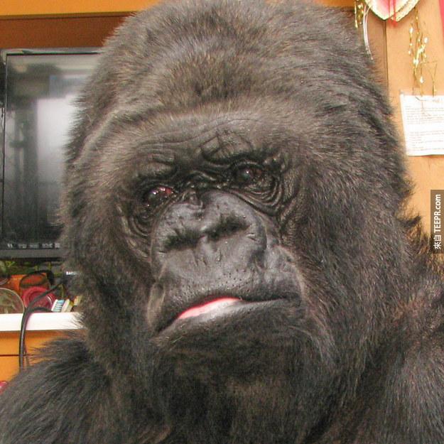"Koko was quiet and looked very thoughtful," a spokesperson for the Gorilla Foundation said in a press release emailed in response to an inquiry from BuzzFeed.