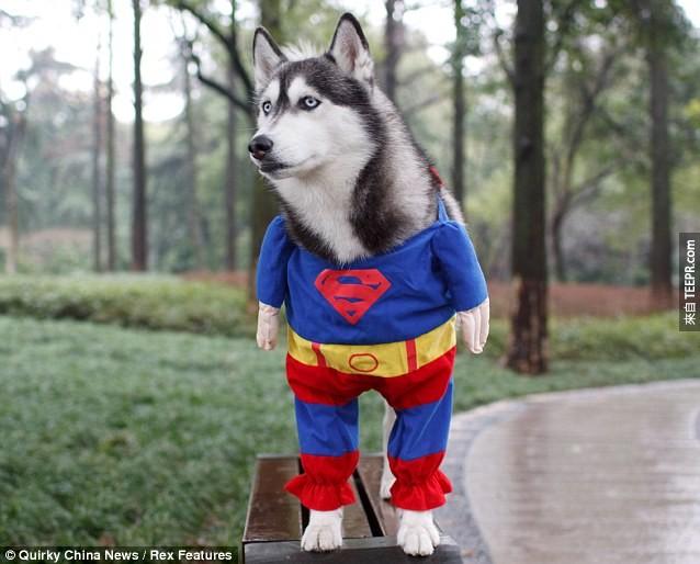 这只哈士奇终于知道自己的身份了，他要当一位拯救世界的超级英雄！