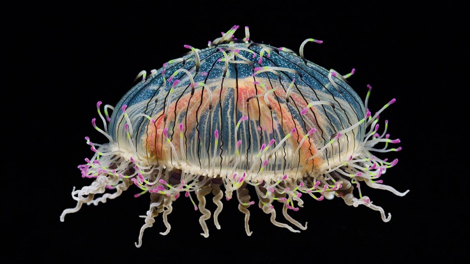 花笠水母(Flower Hat Jellyfish)