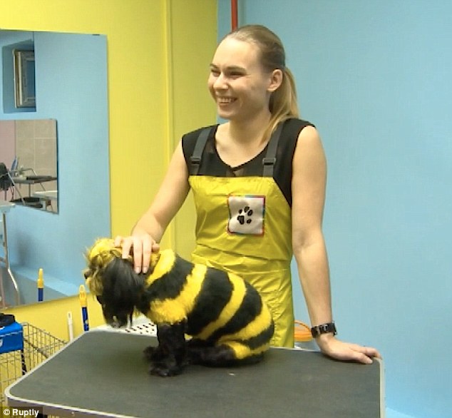 Bee-dog:  Bettie's owner said that the dog looked 'boring' and so she decided to make it 'adorable'