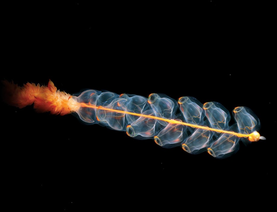 深海管水母(Marrus orthocanna)