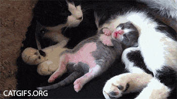 睡在媽媽身上永遠是最暖、最舒服的。