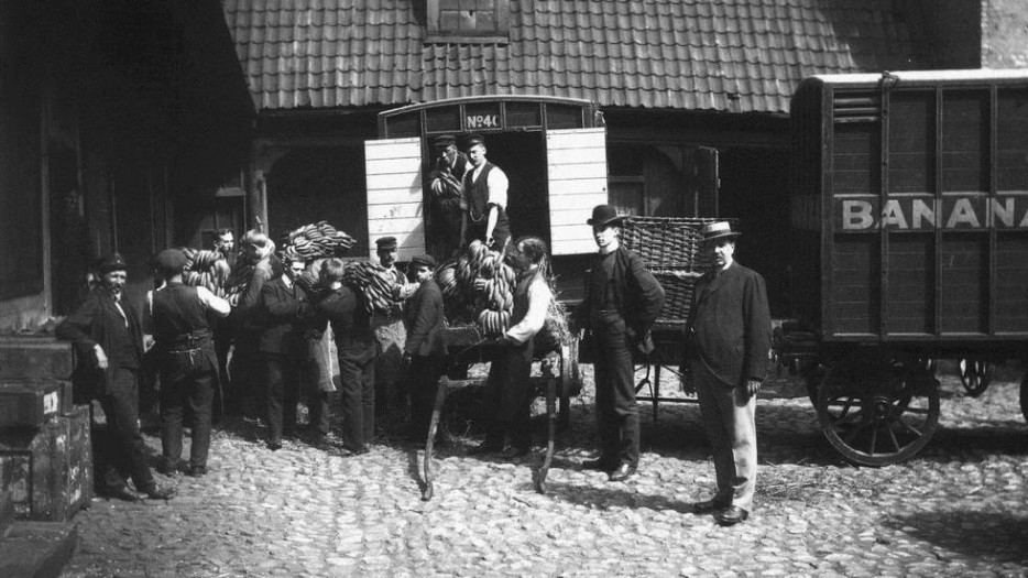 挪威收到他們第一次海運載運來的香蕉。[1905]