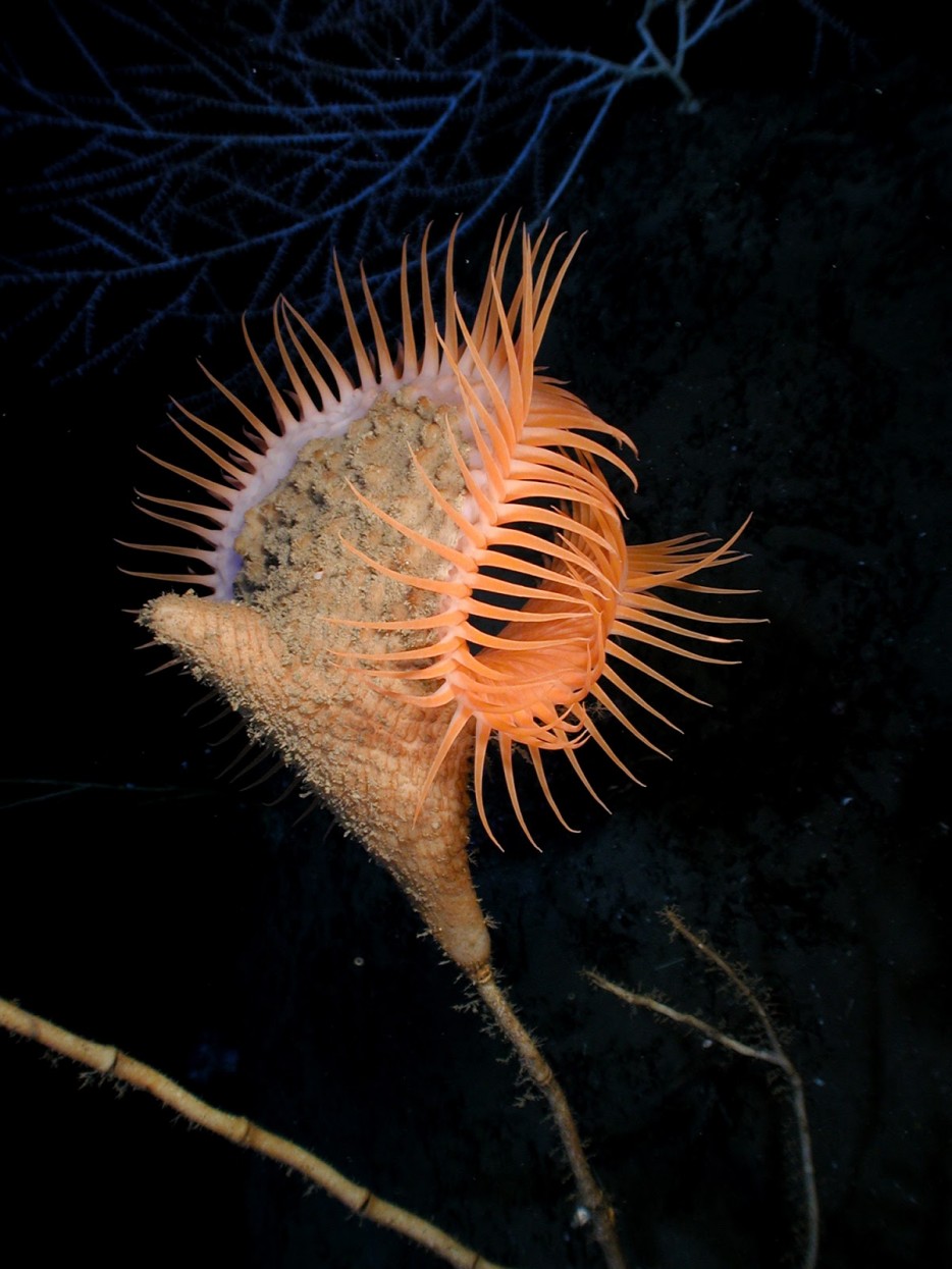 捕蠅草海葵(Venus Flytrap Sea Anemone)