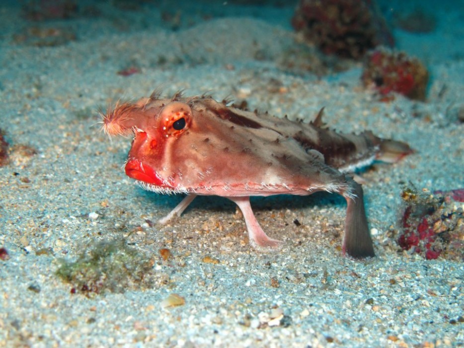 紅唇蝙蝠魚(Red-Lipped Batfish)