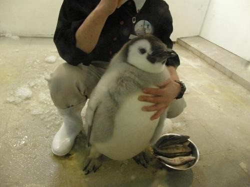 1.) No matter how many times I've seen them, penguins are always the cutest.