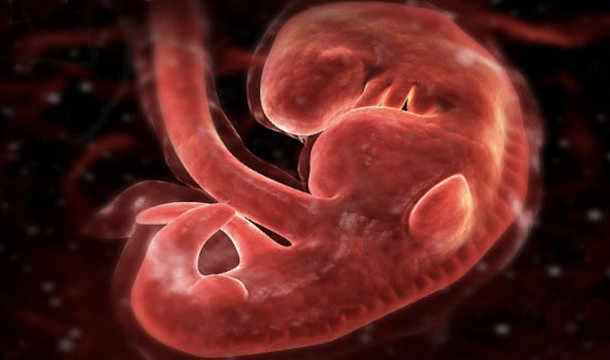 12. 心脏的细胞，在胚胎4周的时候，就开始跳动了。