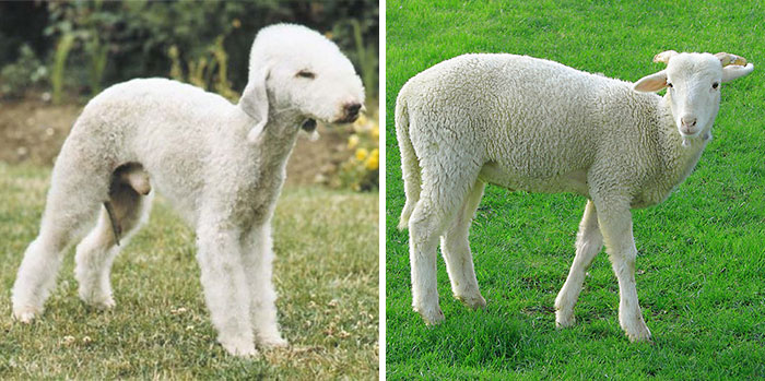 9. 贝德灵顿狗是真的很像绵羊啊！