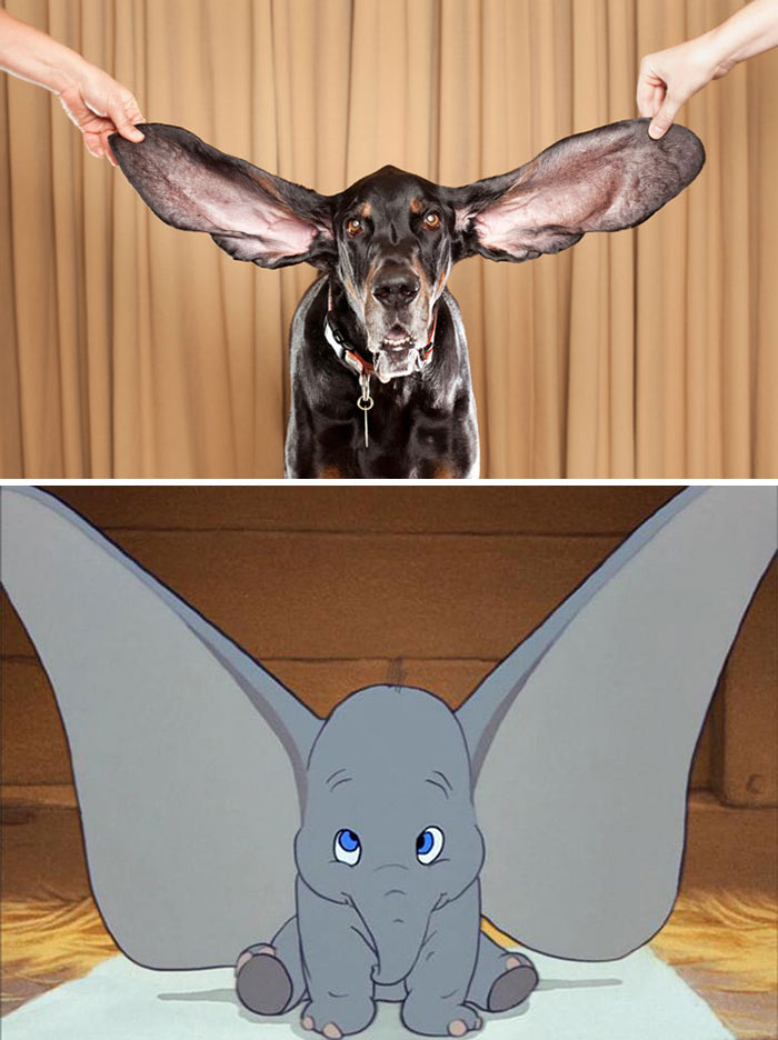 Dog With Huge Ears Looks Like Dumbo