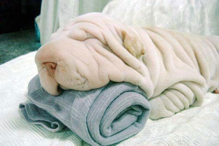 6. 洗好澡拿个毛巾擦身体，啊呀，是你啊，小沙皮狗。