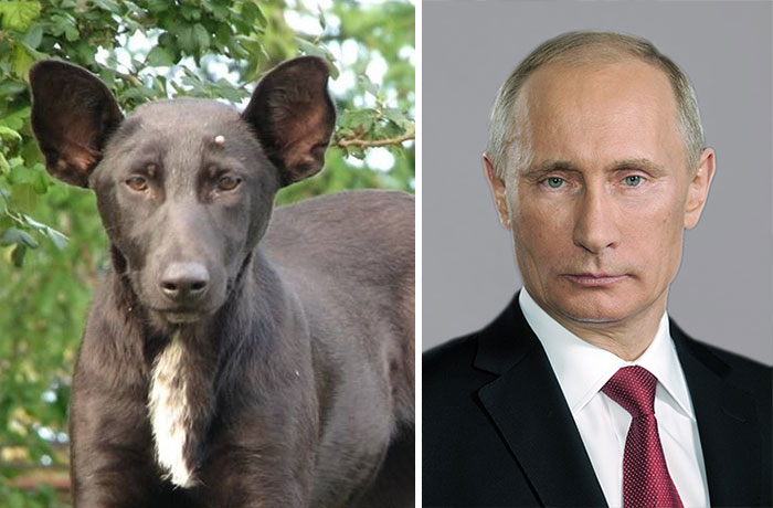 4. 长得像俄罗斯总统普丁(Putin)的狗