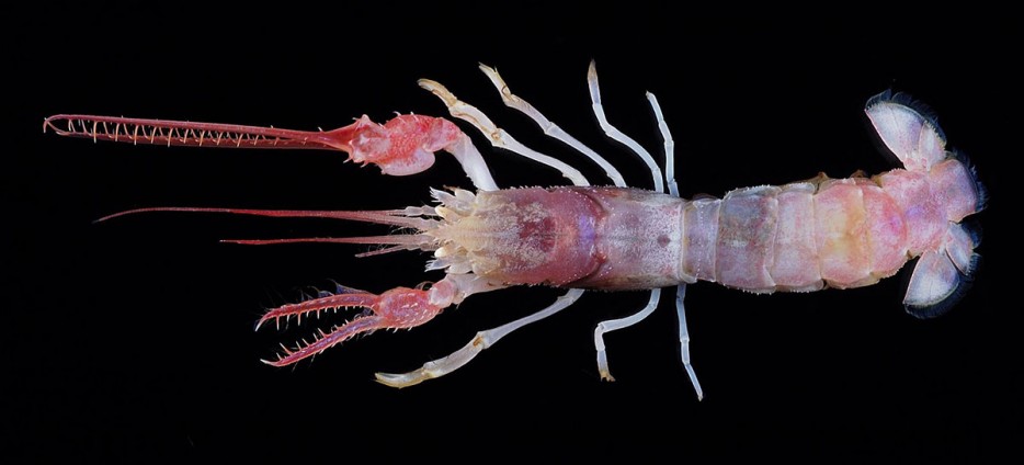 盲眼龙虾(Terrible Claw Lobster)